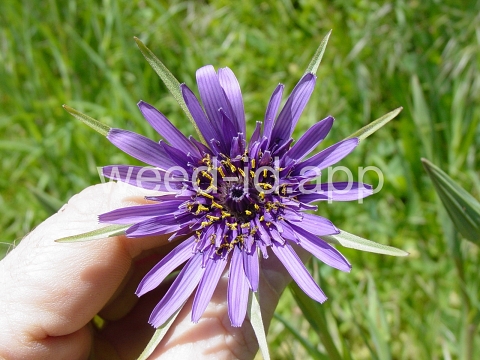 salsify, common
